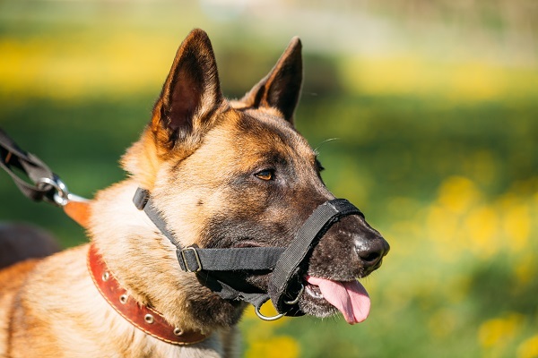 Honden die twee kinderen hebben gebeten worden gemuilkorfd