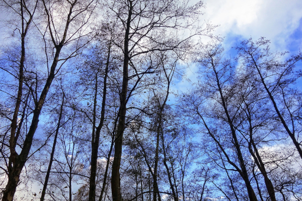 Roosendaal kreeg bijna duizend nieuwe bomen in de afgelopen drie jaar
