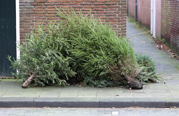 Kerstdagen voorbij, boom eruit: Gemeenten organiseren inzamelacties voor oude kerstbomen mét prijzen