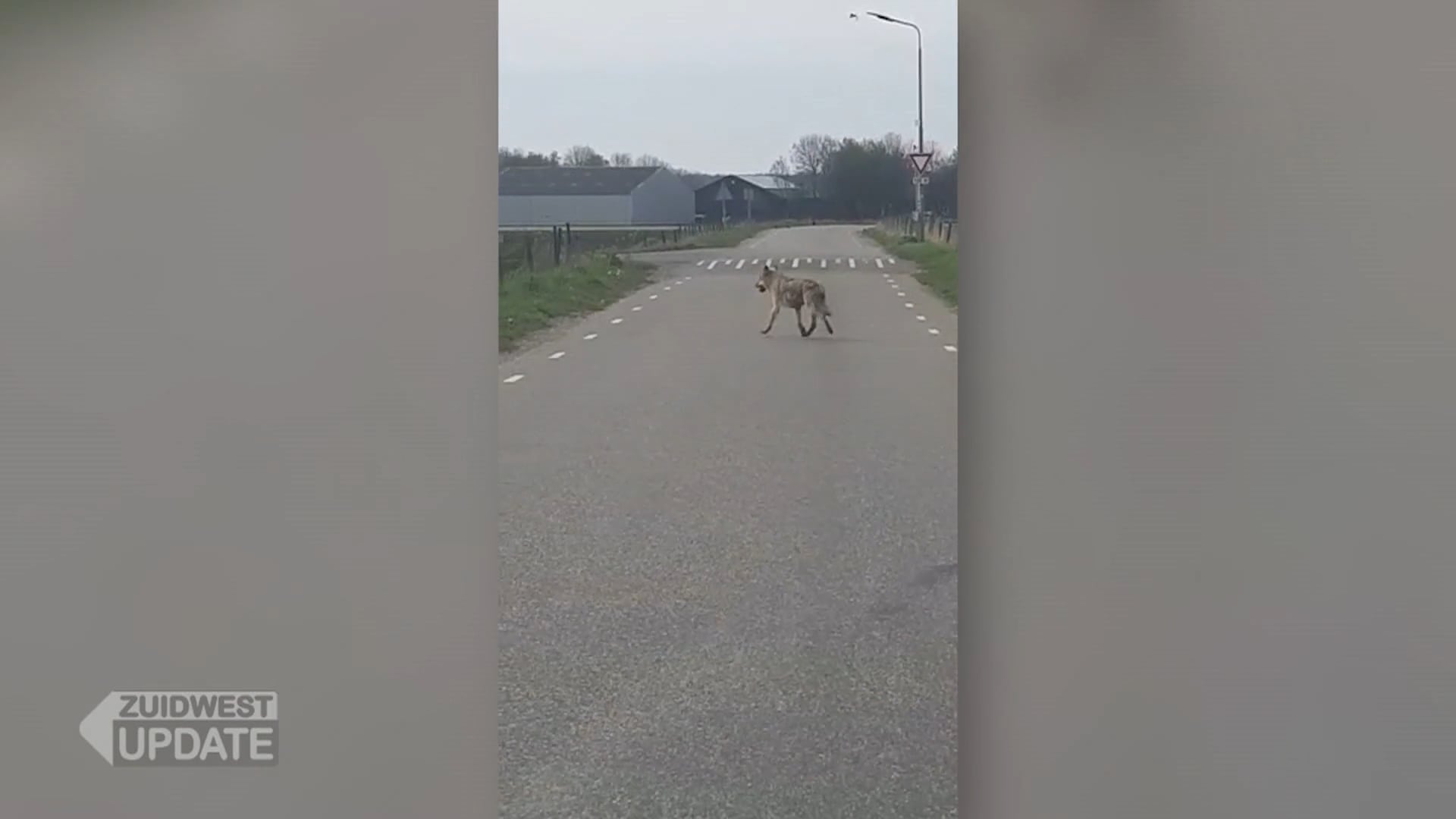 Wolf gespot in buitengebied van Lepelstraat