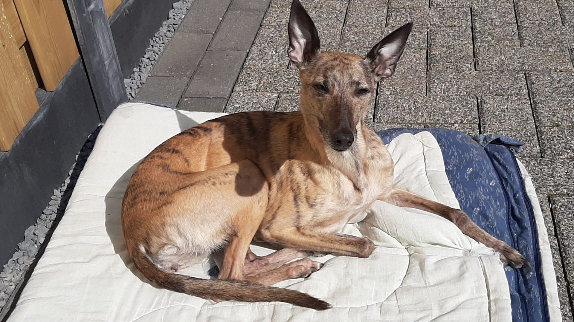 Waar is hond Lady uit Wouw? Baasje looft 1500 euro uit voor gouden tip