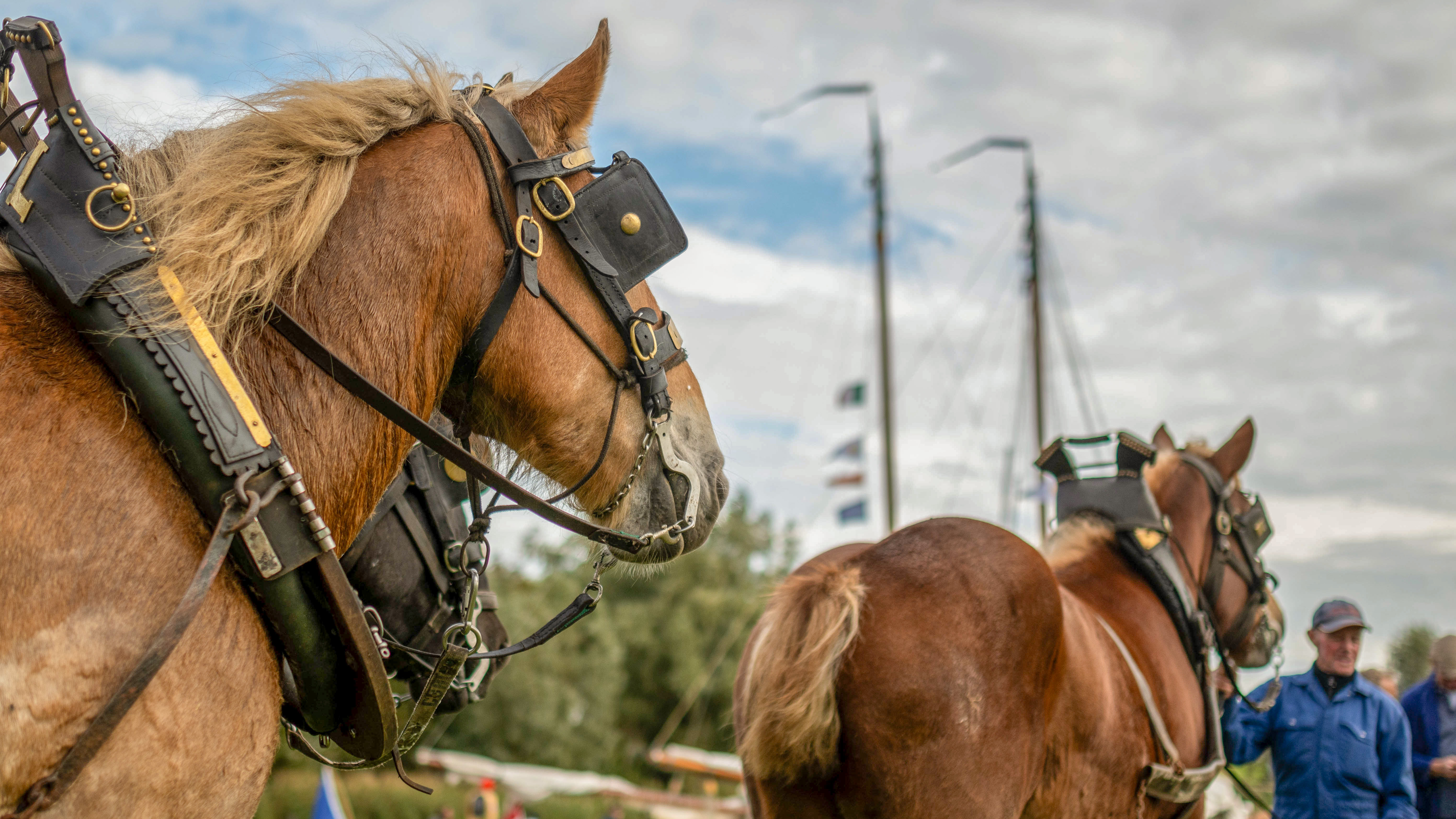 Bietentocht Steenbergen | Foto: Jelka Matlung