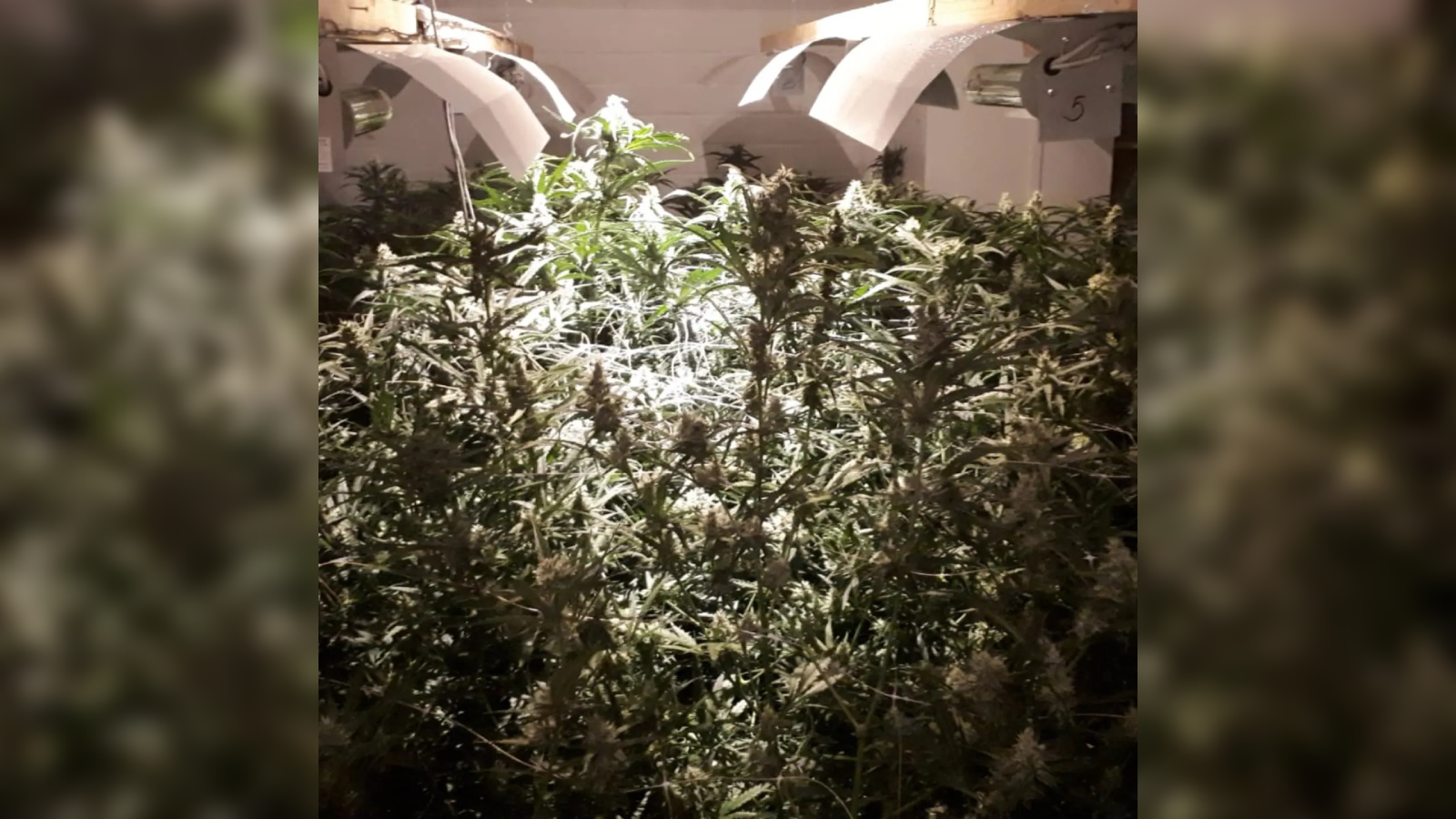 Hennepkwekerij met meer dan 400 planten gevonden in Roosendaal