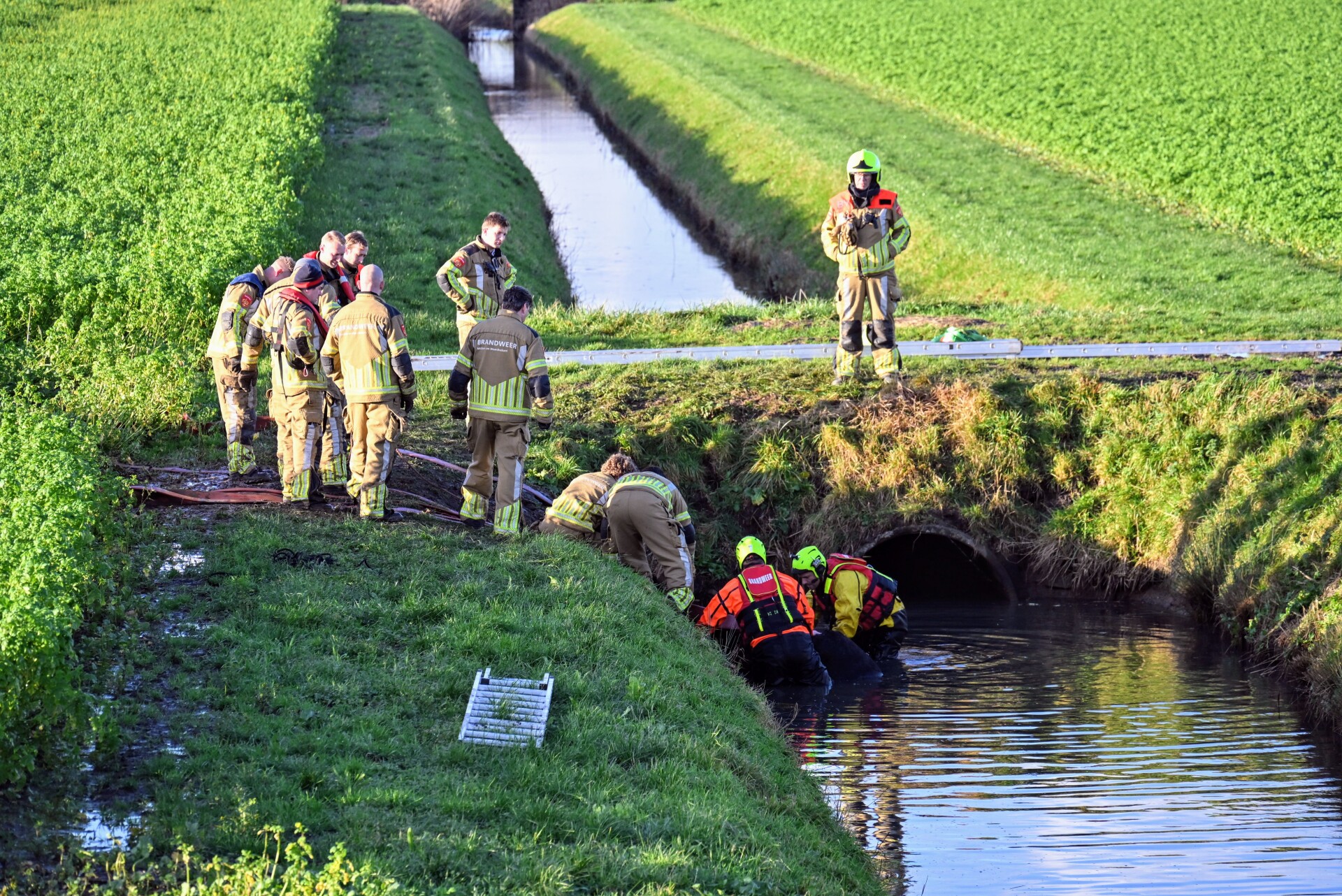 Paard belandt in sloot in Zevenbergsche Hoek