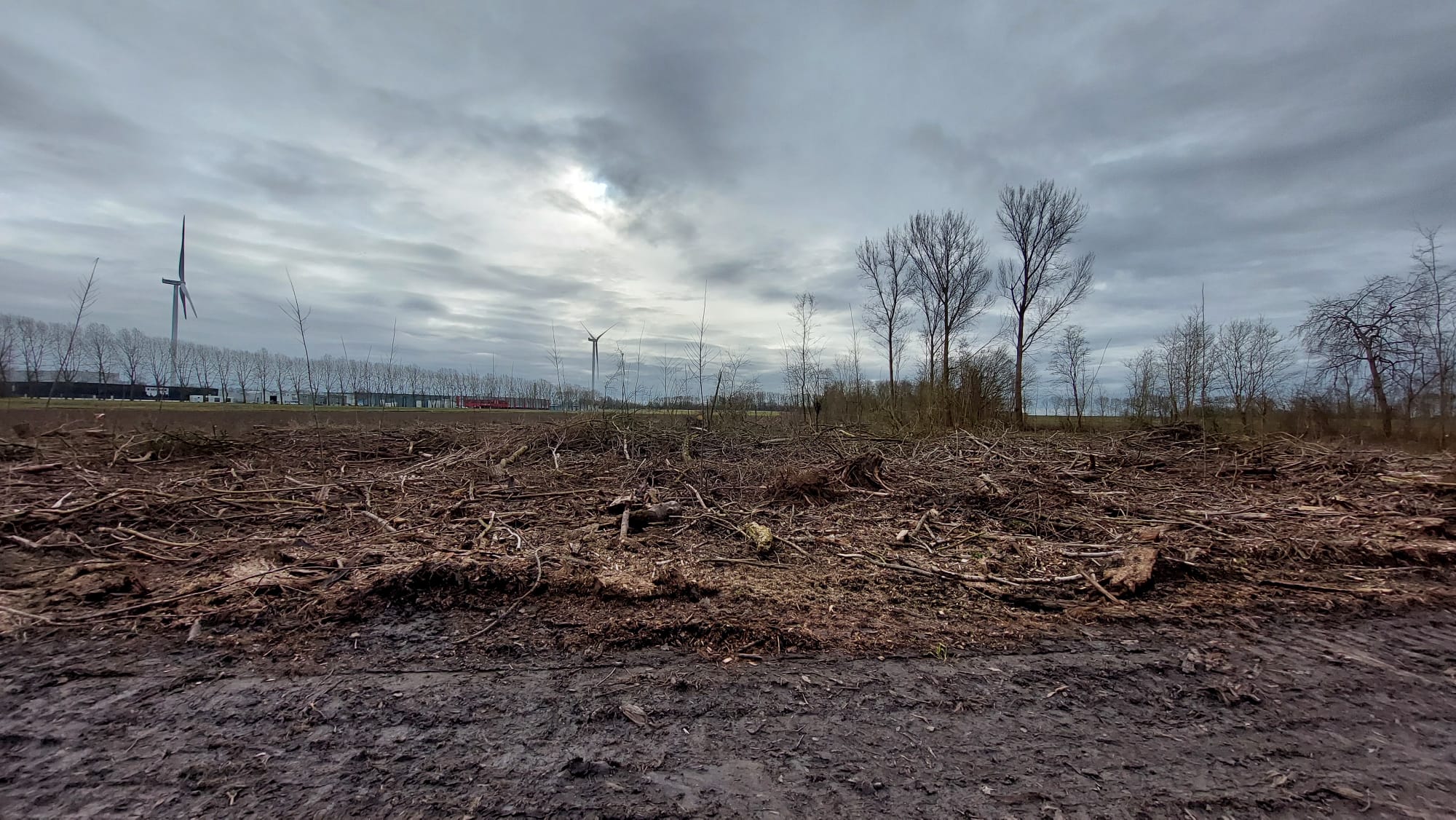 Bomen groene bufferzone in Klundert gekapt: buurtbewoners klagen over geluidsoverlast