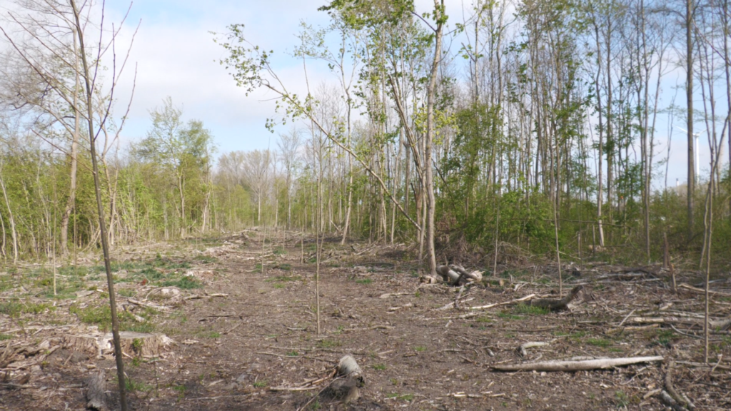 Boswachter legt uit waarom bomen soms gekapt moeten worden