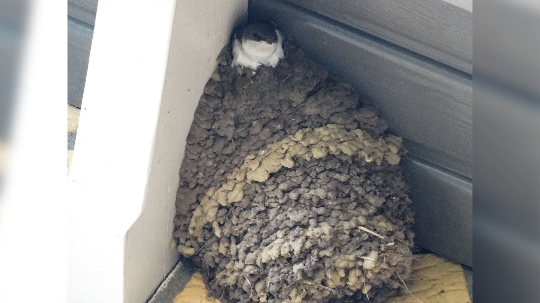 Populatie huiszwaluwen opnieuw geteld door Vogel- en Natuurwerkgroep