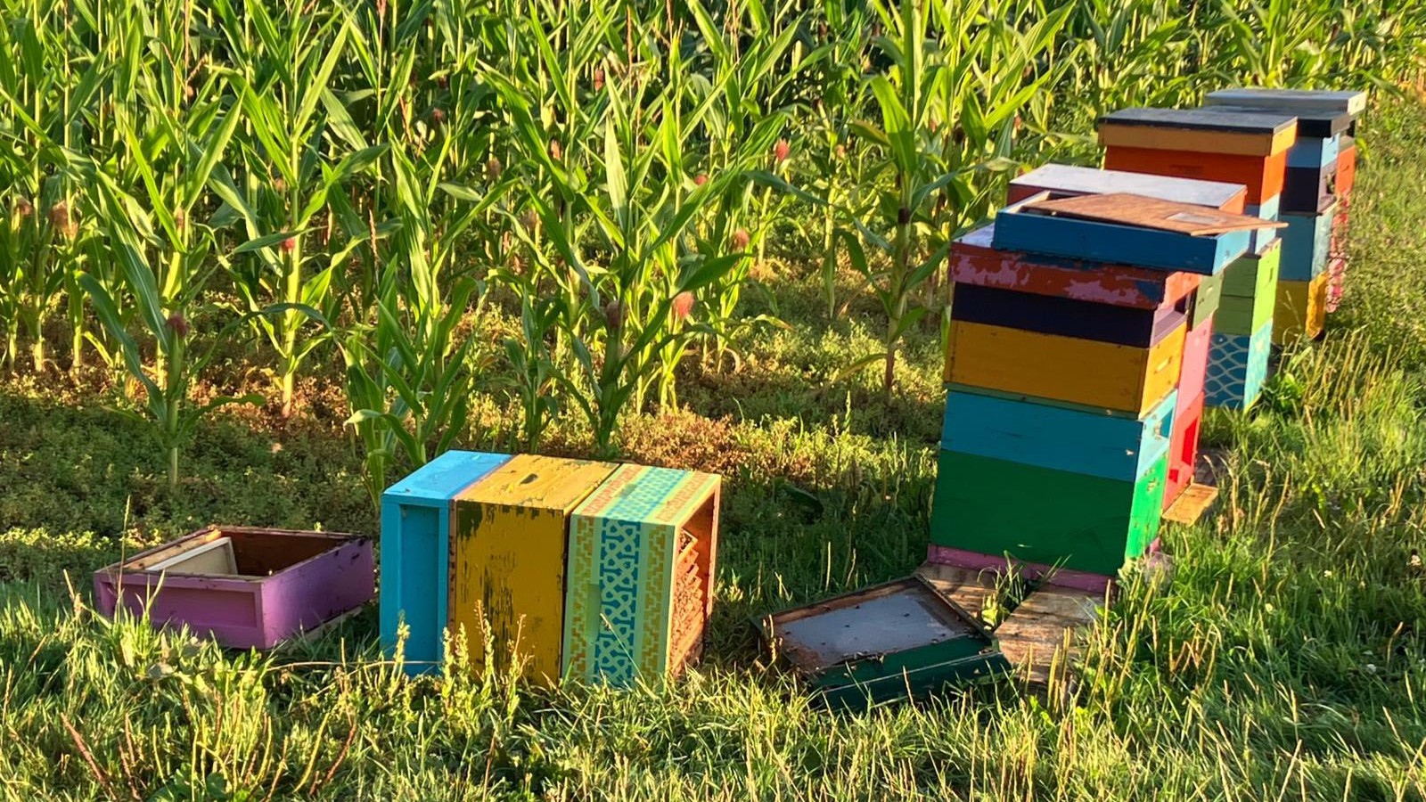 Bijenkast leeggeroofd en omgetrapt: ‘Dit is gewoon moord’