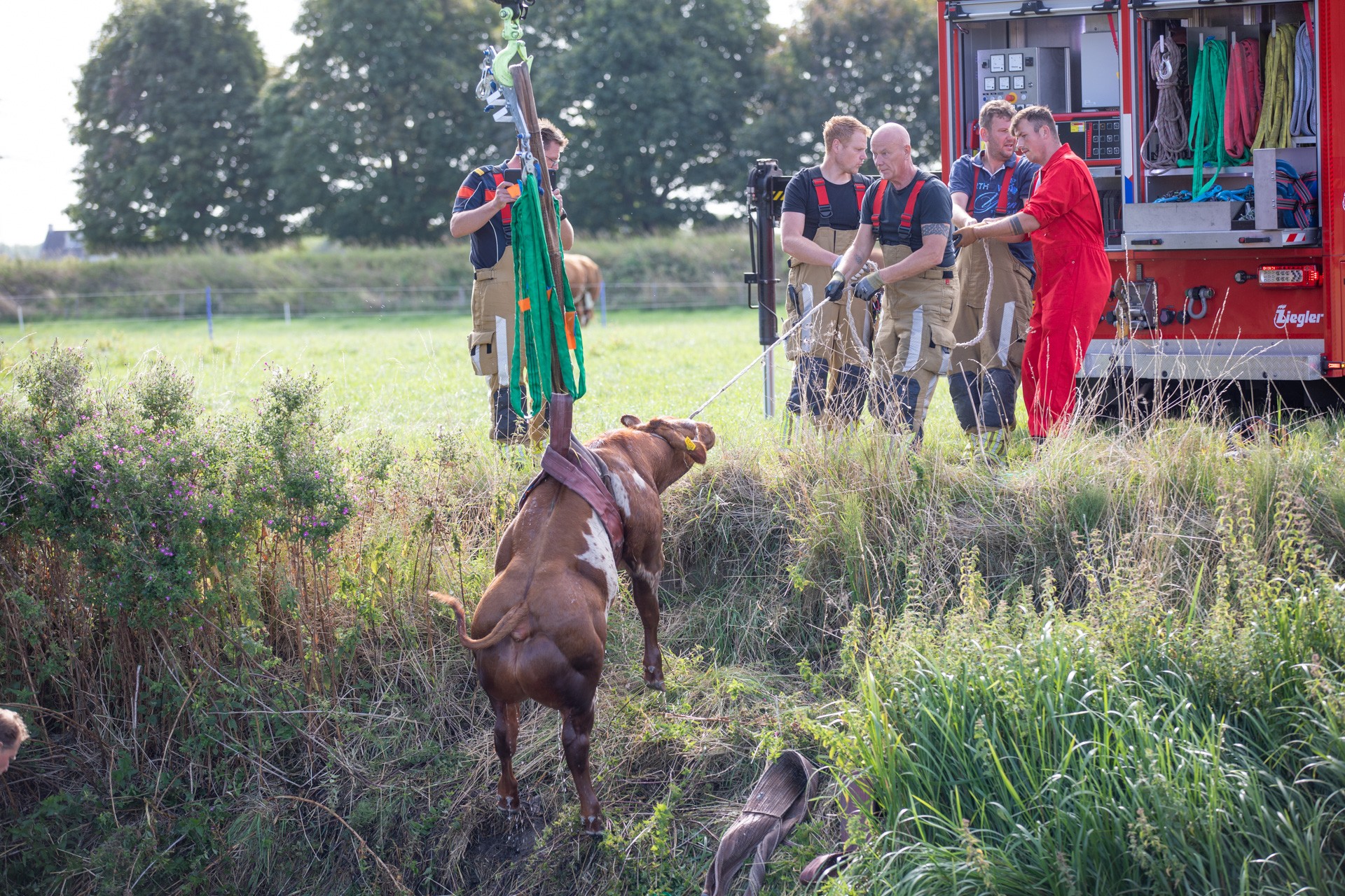 Brandweer redt jong rund uit sloot naast weiland