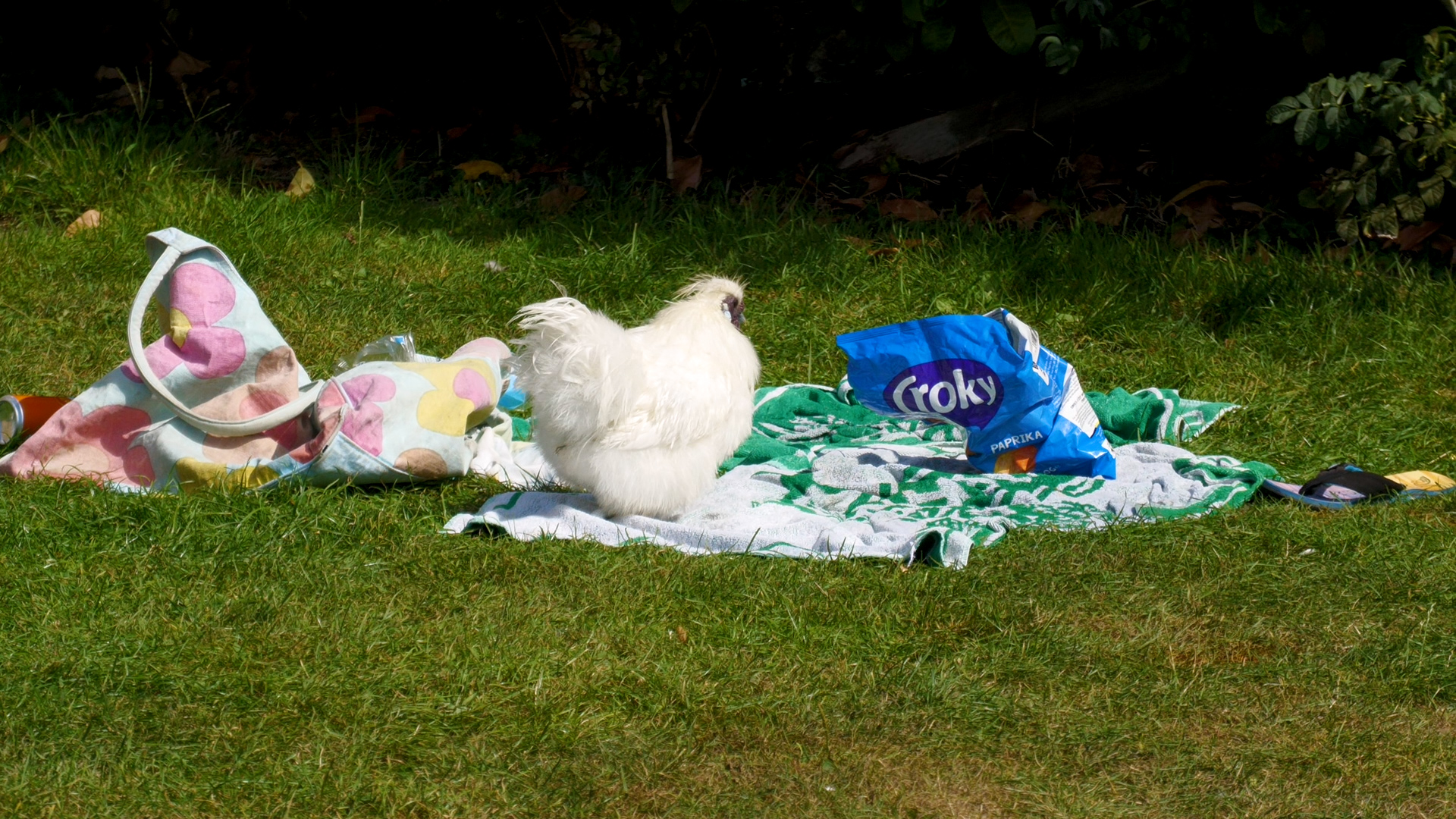 Haan Sjakie al maanden vaste bewoner van buitenzwembad, maar moet verhuizen