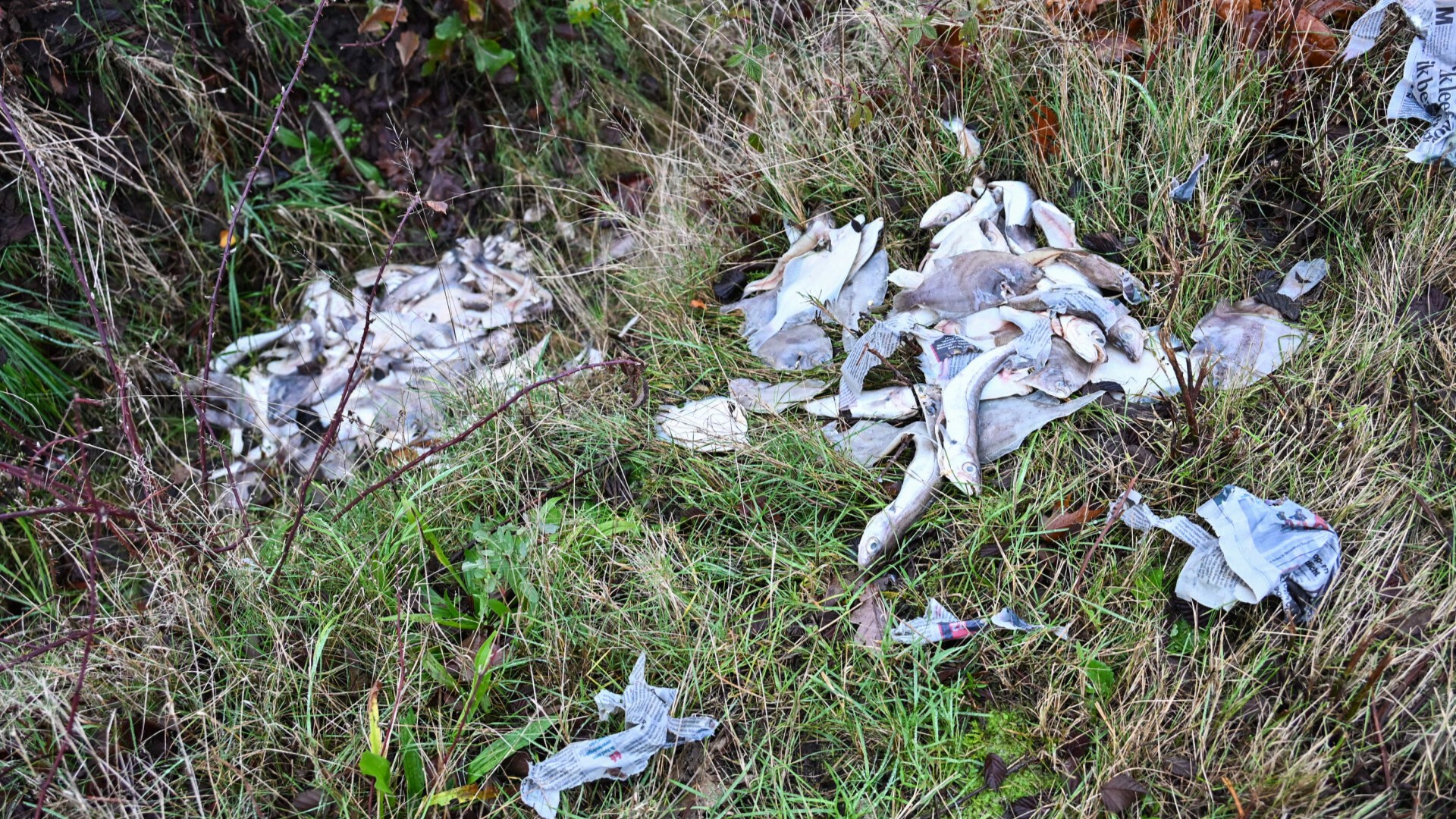 Dode vis gedumpt in en langs sloot bij Gastelseweg Rucphen