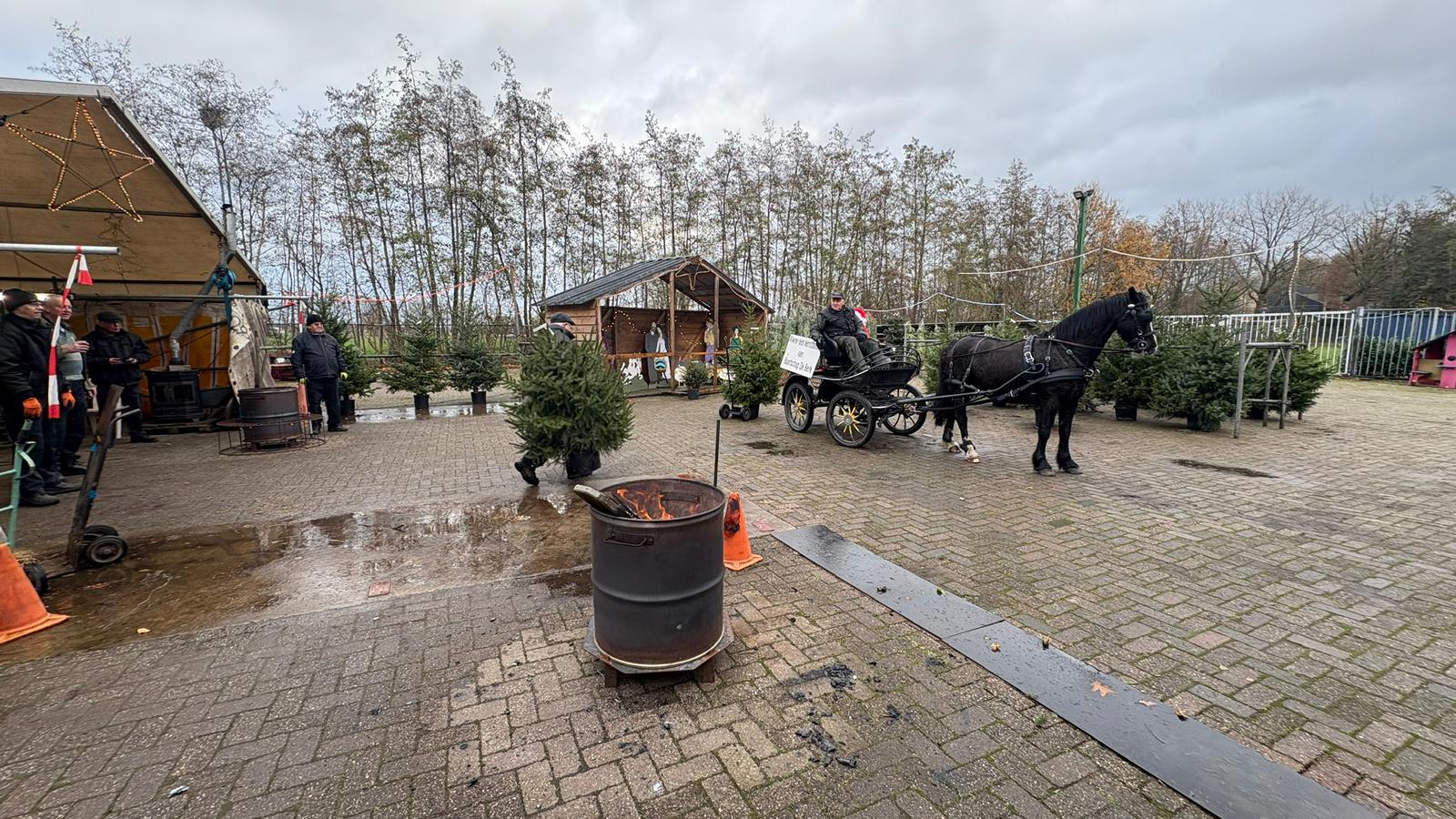Met paard en wagen brengt de Kerstman kerstbomen rond voor buurtschap De Berk