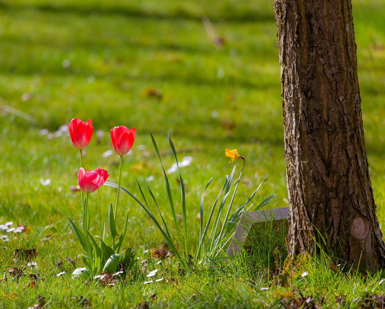 Als het aan de Bergse raad ligt komt er snel een herdenkingsbos: 'Plek waar herinneringen wortelen'