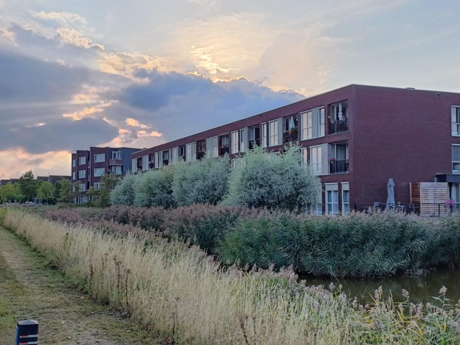 VVD trekt aan bel over snoeionderhoud Buitenhof: ‘Nog maar één keer per drie jaar’