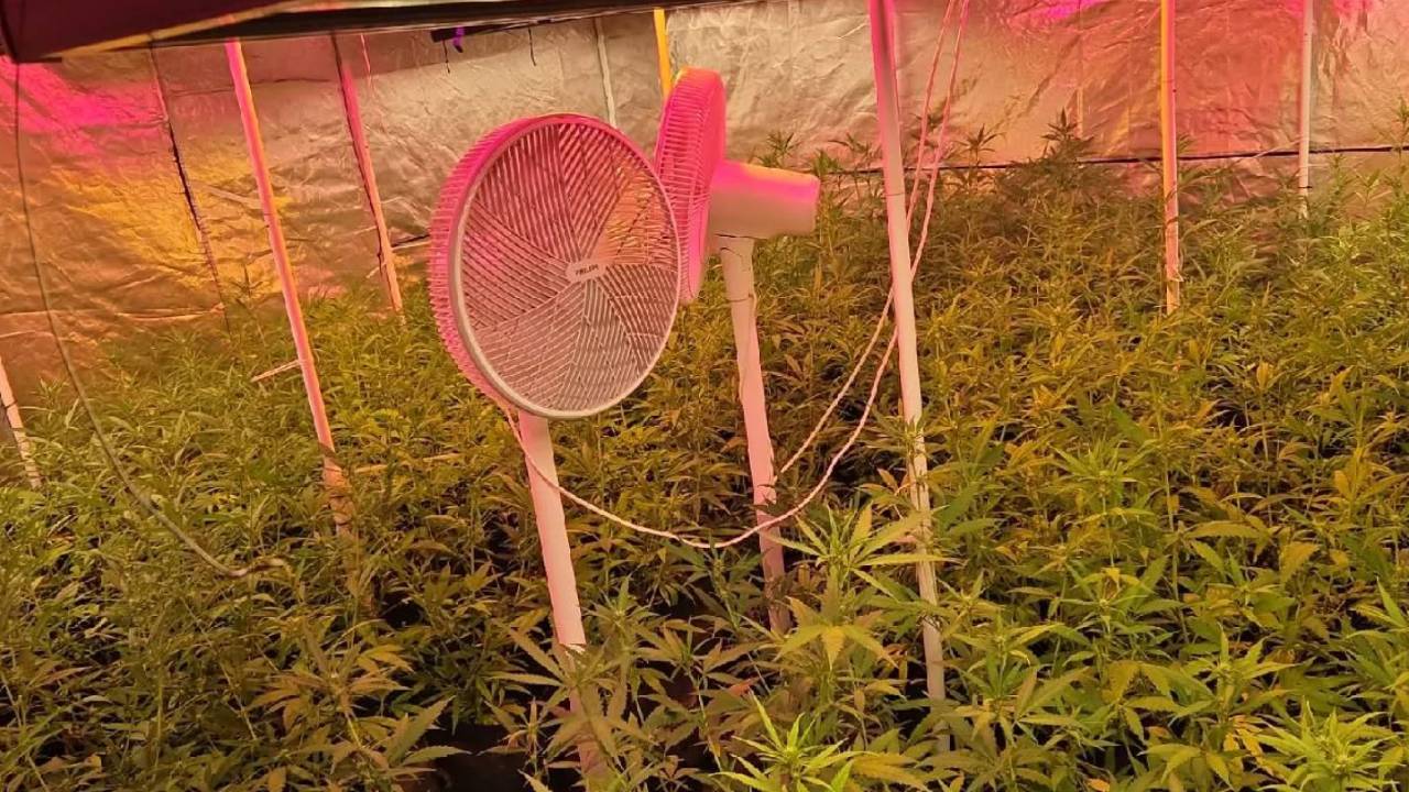 Ruim 600 hennepplanten aangetroffen in panden in Oudenbosch en Roosendaal