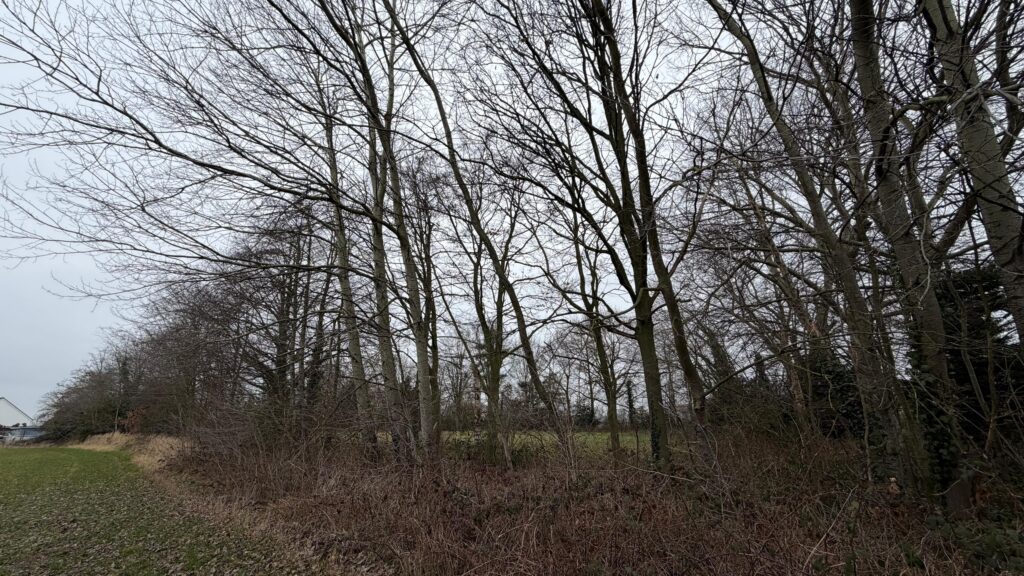 Bomenkap bij Haansberg gaat toch door, omwonenden ontevreden
