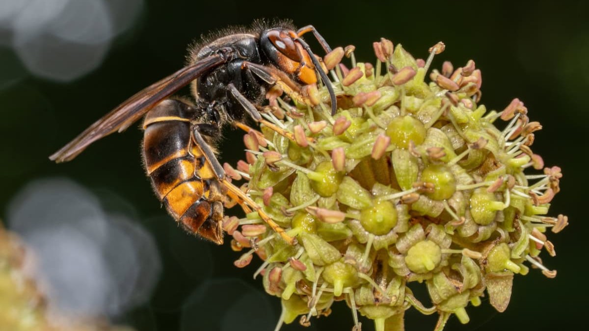 Wespenstichting: ‘Nuance over Aziatische hoornaar is essentieel’