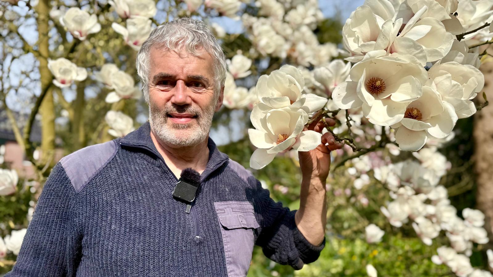 Lente komt vroeg in Ossendrecht: magnolia’s kleuren het dorp sprookjesachtig