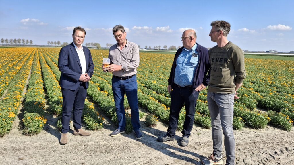 Tholen gaat hoornaar ook in het buiten­gebied harder bestrijden