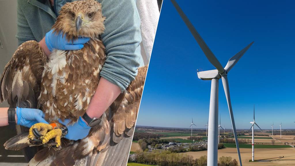 Zeearend overleden na botsing met windmolen: ‘Niet voor het eerst’
