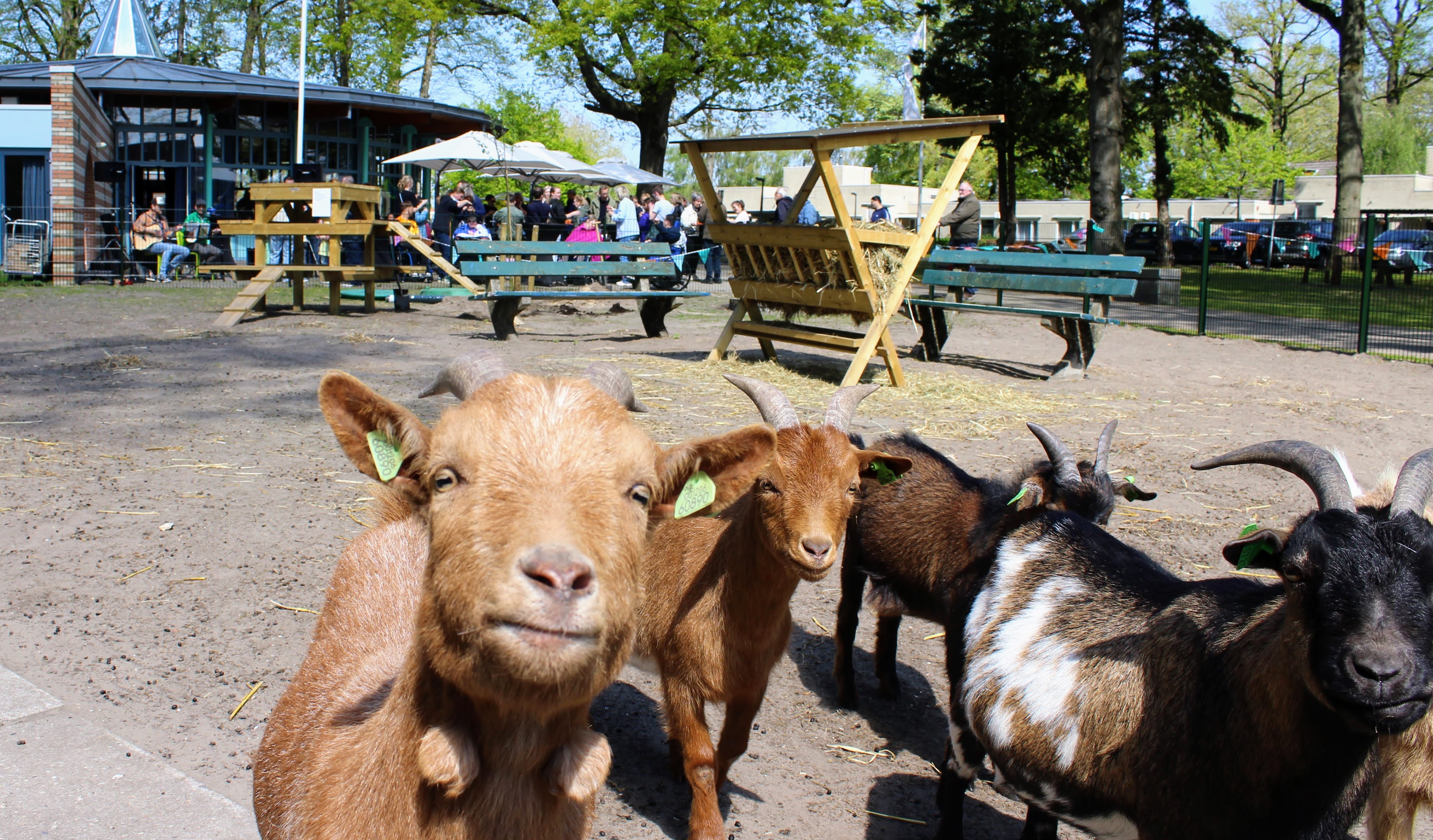 Dierenweide Lambertijnenhof feestenlijk heropend na grote opknapbeurt