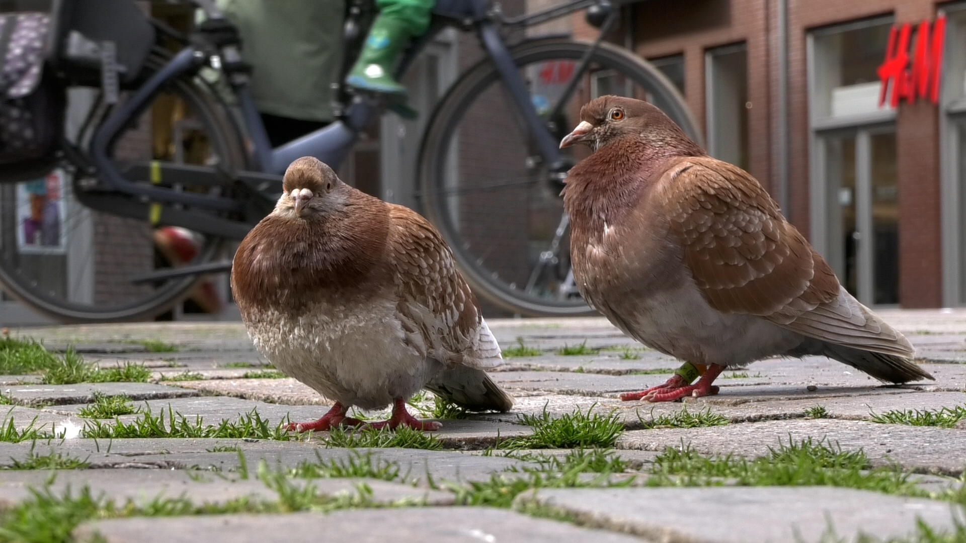 Duiven zorgen voor flinke overlast rond St. Josephplein, voerverbod ingesteld