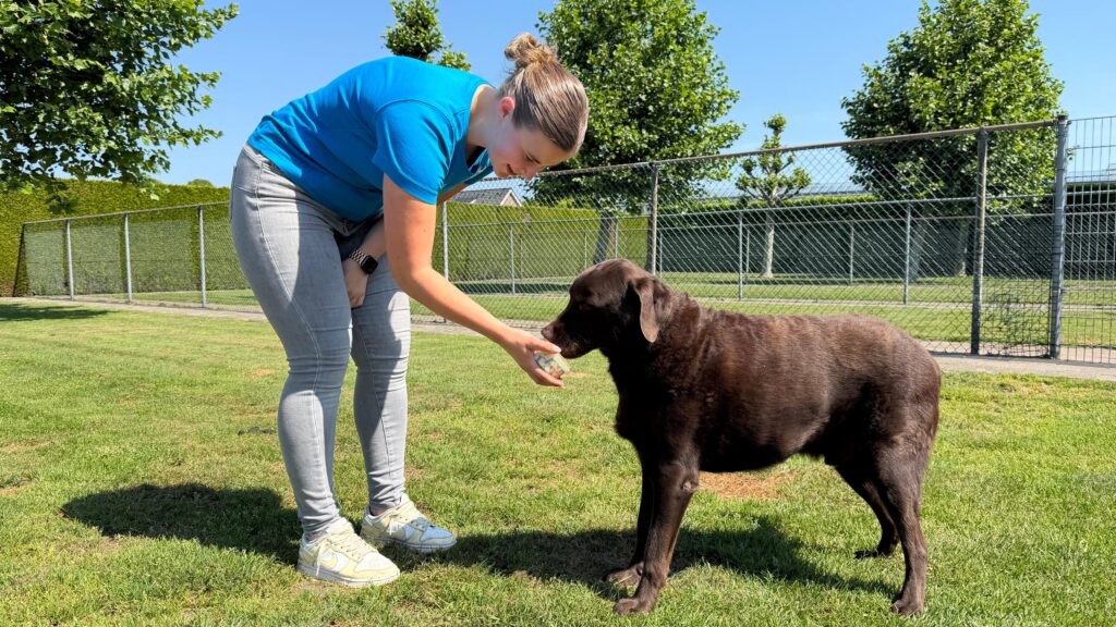 Zo houd je volgens deze dierenpensioneigenaar je hond koel