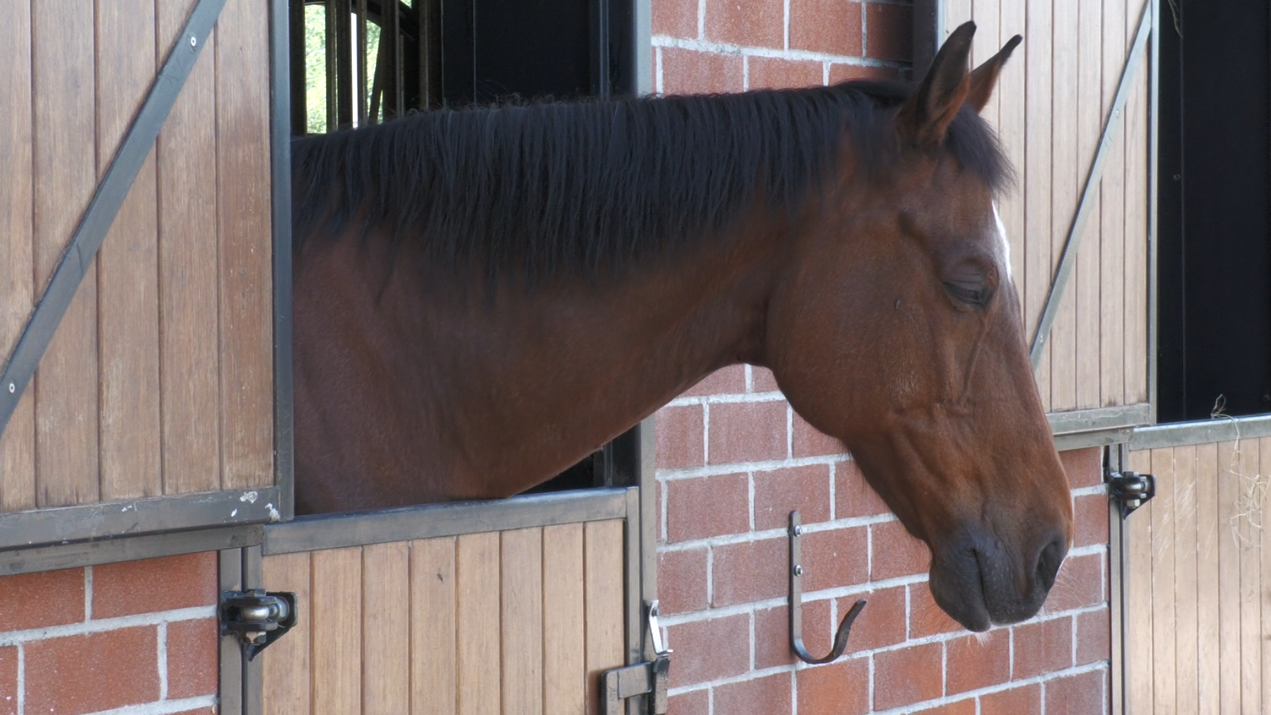 Ponyclub de van Goghruiters uit Zundert is al 55 jaar het beste paard van stal