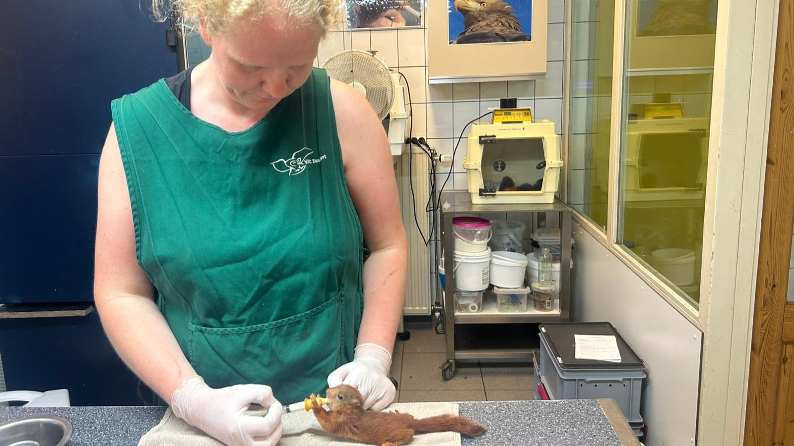 Latoya voert een klein eekhoorntje (foto: ZuidWest Update)