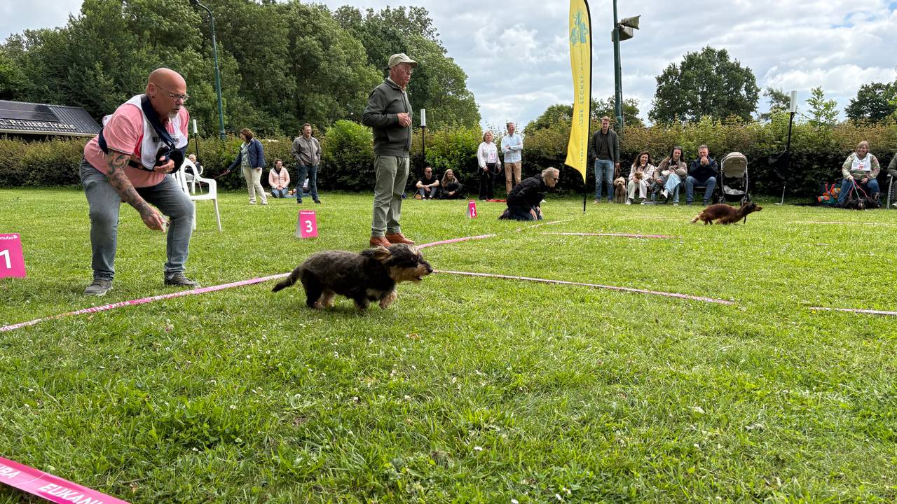 Chaos bij het teckelrennen in Zevenbergen: ‘Ze rennen overal’