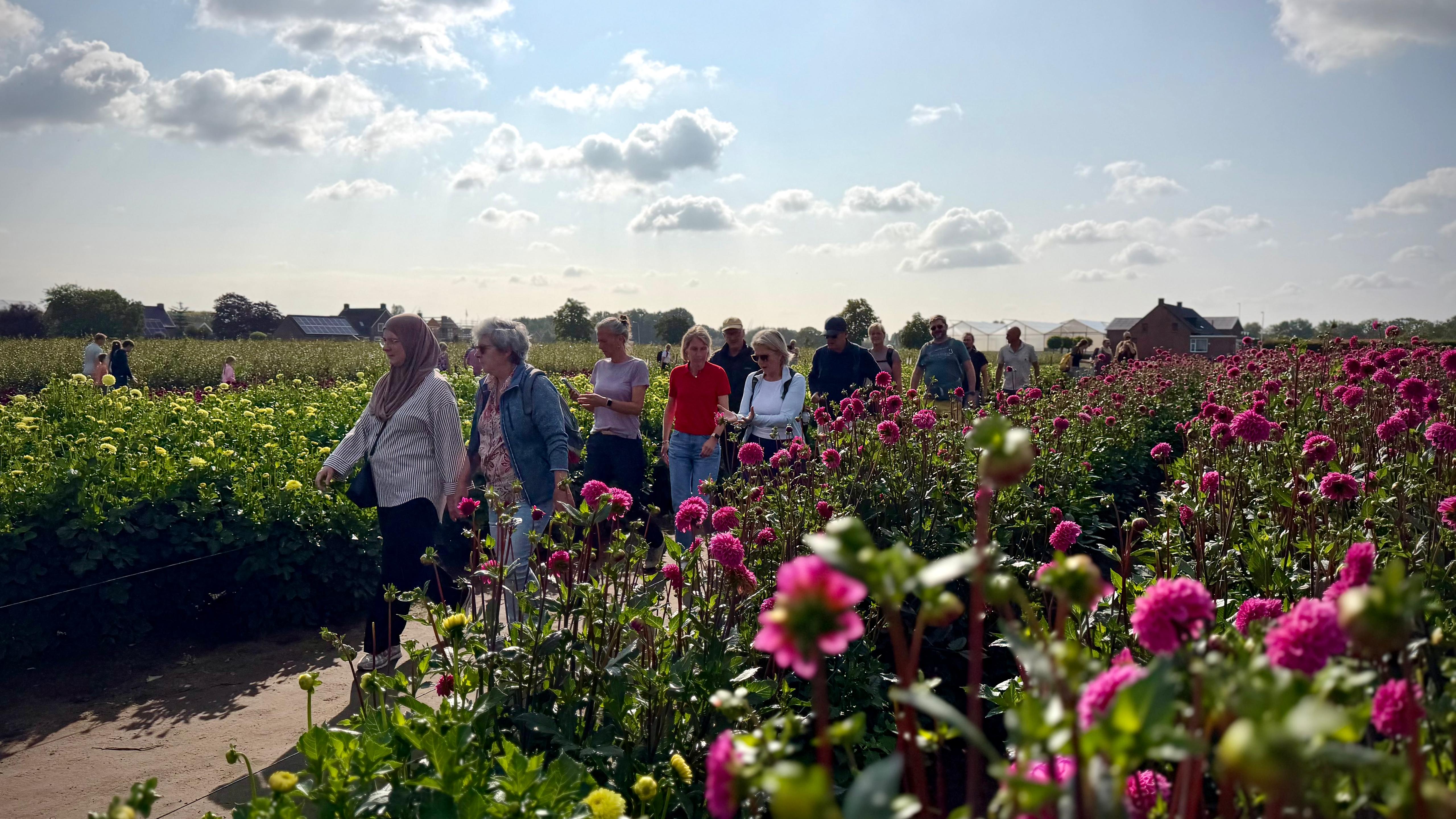Recorddrukte bij Dahliawandeltocht met ruim 3000 deelnemers: ‘Magisch om te zien’