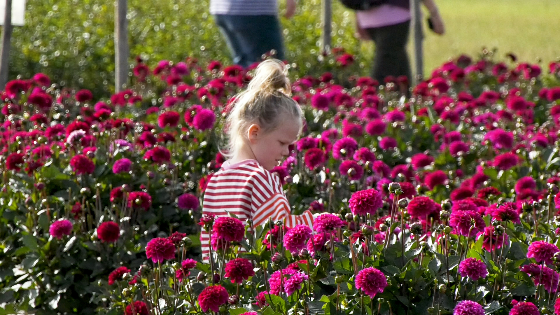 Deze jonge dame genoot zichtbaar van alle gekleurde dahlia's.