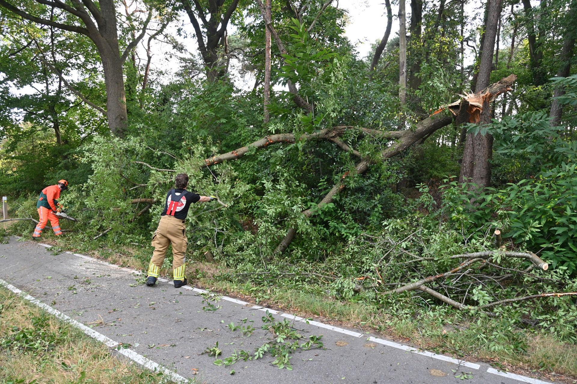 Omgewaaide boom van fietspad gehaald