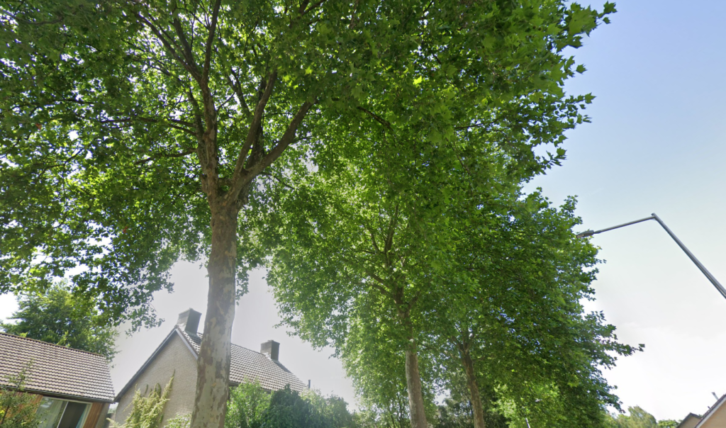 Nieuwe bomen voor Baljuwstraat en Buurtweg: 'Groener, aantrekkelijker en klimaatbestendig'