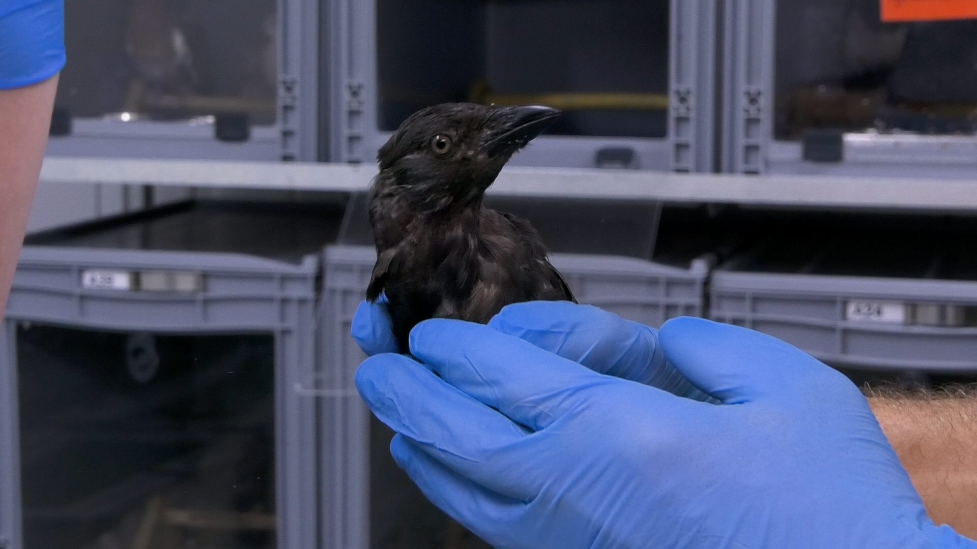 Piek van 400 zieke kraai­achtigen door westnijlvirus neemt voorzichtig af bij vogelopvang Zundert
