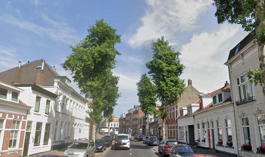 Bomenwissel in Bergen op Zoom: zeven straten krijgen nieuwe bomen